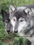 Two wolves